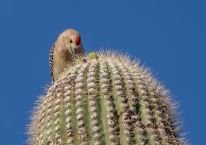 Gila Woodpecker