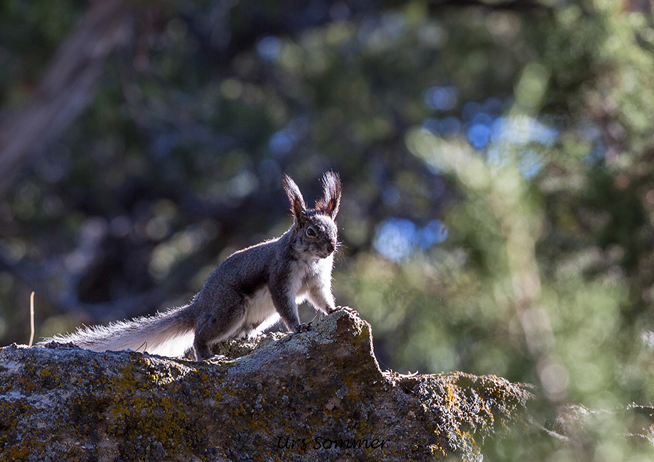 Abert's Squirrel Devils Canyon Utah