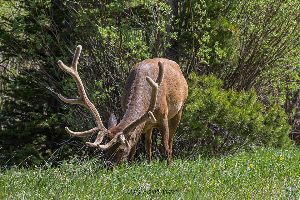 Deer Rocky Mountain NP