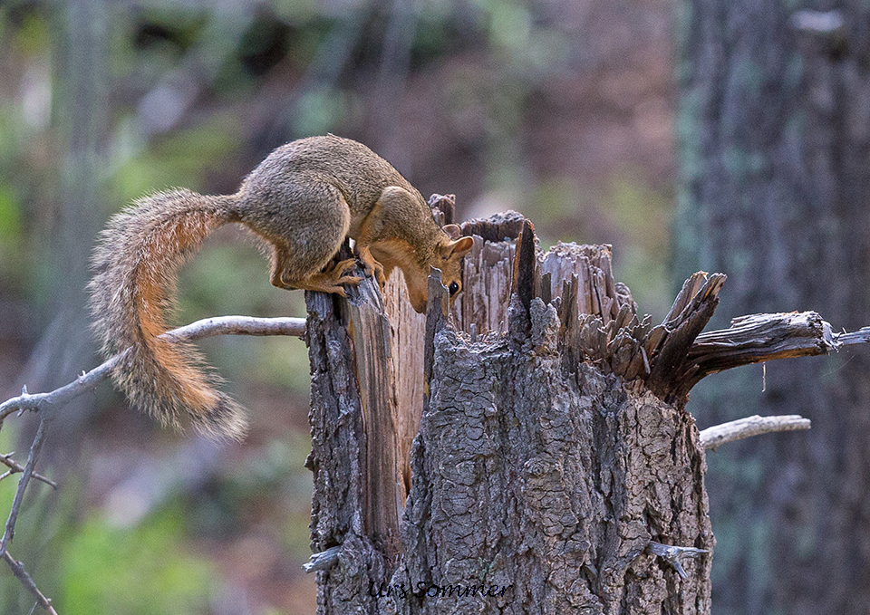 Eastern Gray Squirrel Colorado Springs