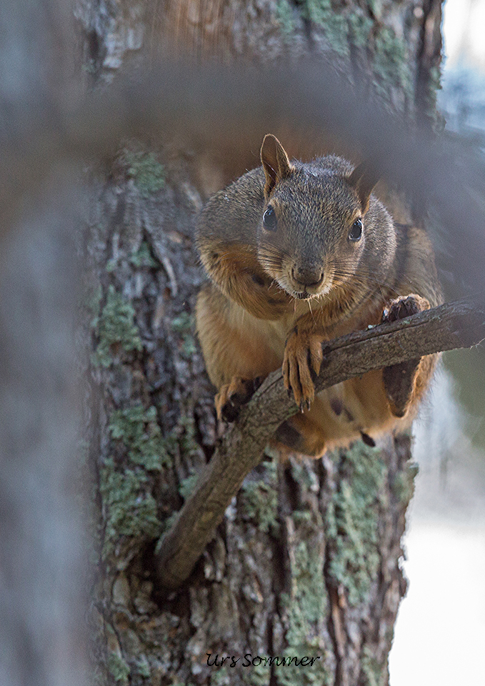 Eastern Gray Squirrel Colorado Springs