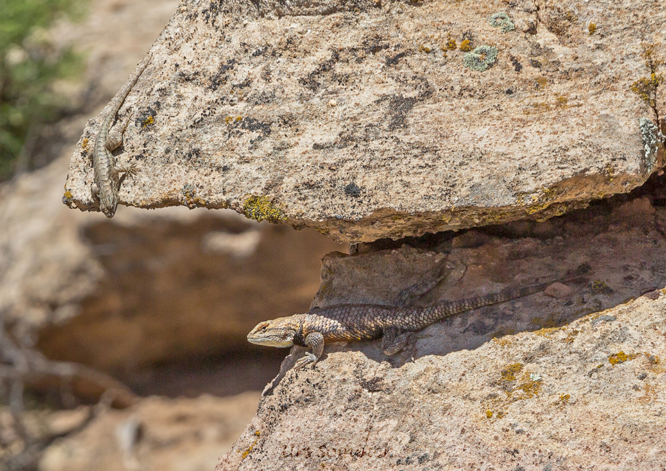 Lizards close encounter in Hovenweep NM