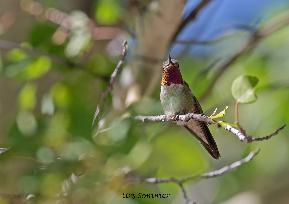 Ruby-throated Hummingbird Estes Park